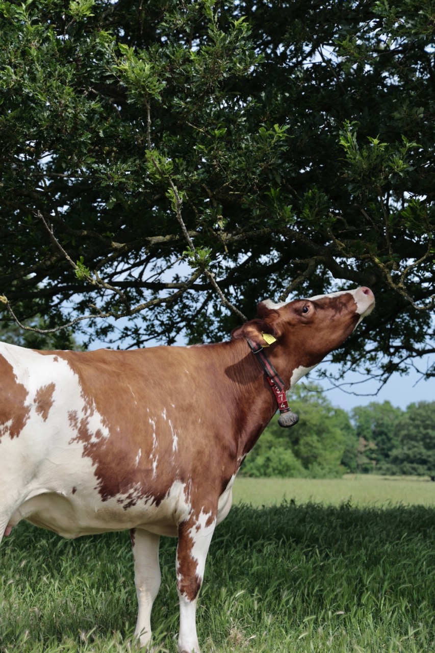 A cow beneath the trees